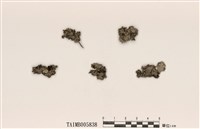 藏品(裸緣梅衣屬)的圖片